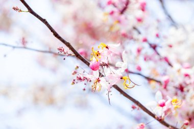 Ağaçta pembe çiçekler açıyor, sabahları güzel çiçekler. Arka planda duvar kağıtları.
