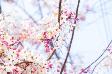 Ağaçta pembe çiçekler açıyor, sabahları güzel çiçekler. Arka planda duvar kağıtları.