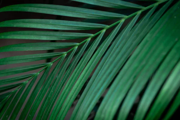 Tropical Green Leaves Black Background — Stock Photo, Image