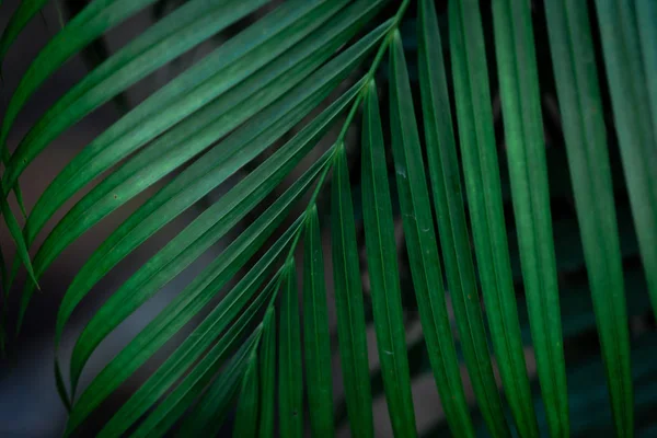 黑色背景的热带绿叶 — 图库照片