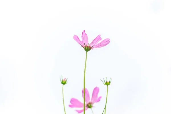 Рожеві Білі Квіти Космосу Саду Красива Квітка — стокове фото