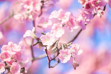 Pembe çiçek Chompoo Pantip, Tayland 'da pembe trompet ağacı 