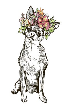 Bahar chihuahua köpek