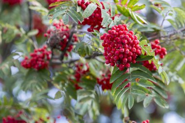 Rowan meyve yakın çekim