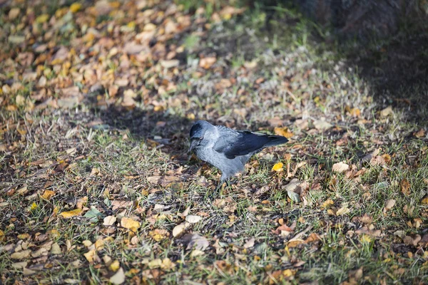 Western Jackdaw caminando sobre hierba — Foto de Stock