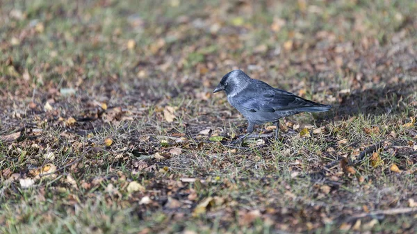 Western Jackdaw caminando sobre hierba — Foto de Stock