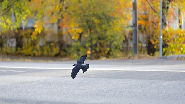Western Jackdaw voando sobre estrada — Fotografia de Stock
