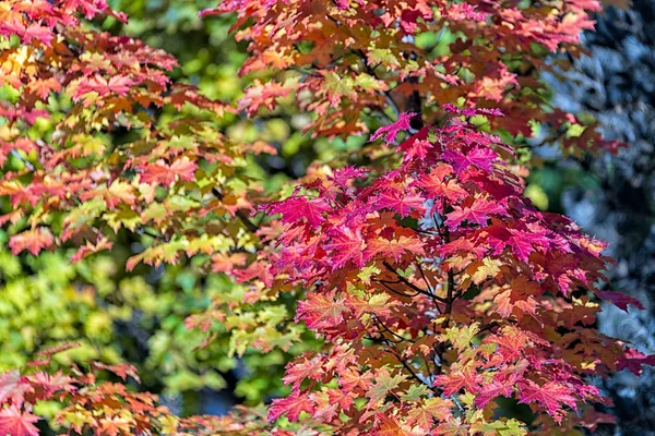 Sonbaharda akçaağaç ağaç yaprak — Stok fotoğraf