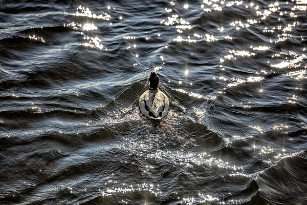 Mallard Swimming in Water — Stock Photo, Image