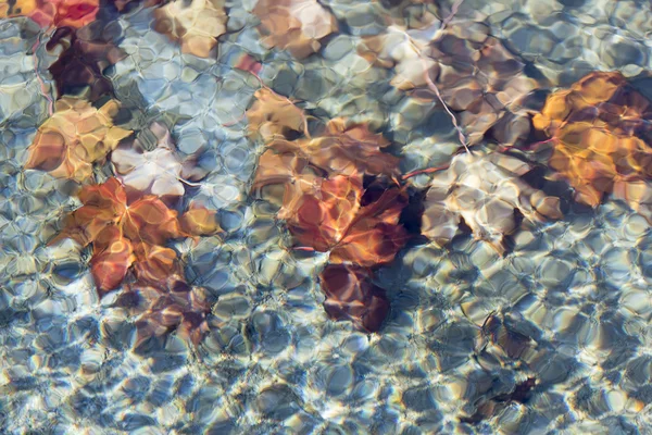 Hojas de arce bajo el agua — Foto de Stock