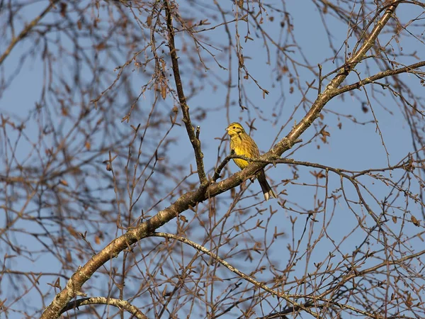 Erkek Yellowhammer kuş — Stok fotoğraf