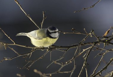 Avrasya Mavi baştankara kuş dalı