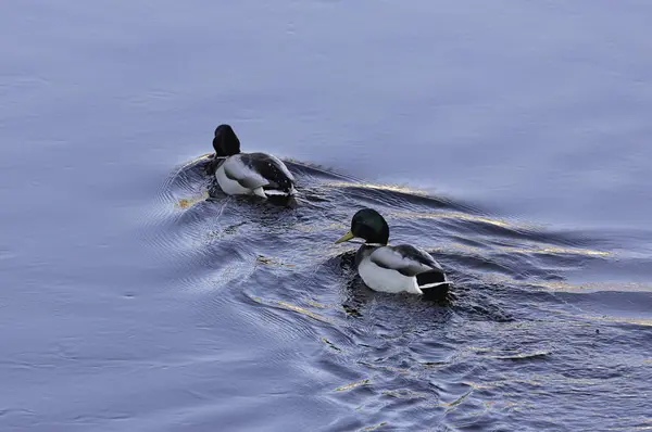 Mallard (Oiseau) Fermer dans l'eau — Photo