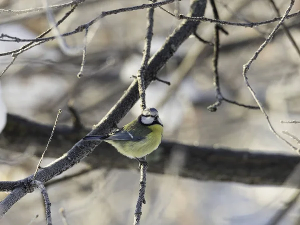 Chapim-azul Eurasian pássaro no galho — Fotografia de Stock