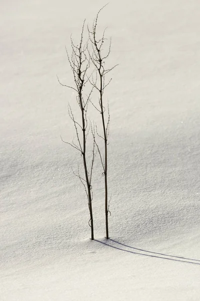 Plantas no inverno — Fotografia de Stock