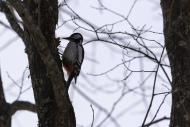ağacında büyük benekli ağaçkakan.