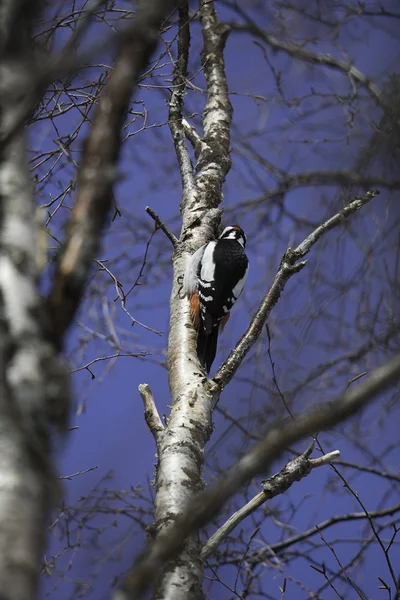 Gran pájaro carpintero manchado en árbol . — Foto de Stock