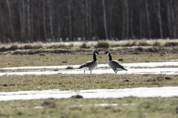 Canada Geese in Field with Snow — Stock Photo, Image