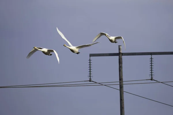 Whooper cisnes volando sobre la electricidad pilón — Foto de Stock