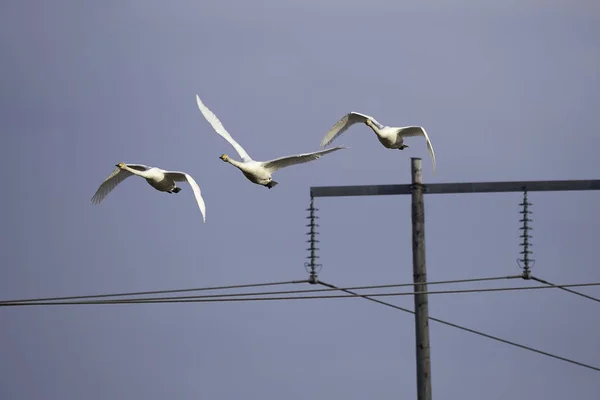 Ötücü kuğu elektrik pilon üzerinde uçan