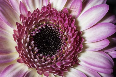 pembe gerbera yakın çekim