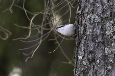 Bayağı sıvacı kuşu ağaçta oturuyor