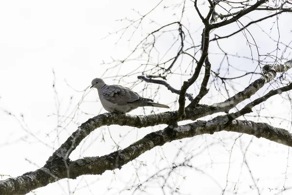 Yakalı güvercin ağaçta oturuyor — Stok fotoğraf