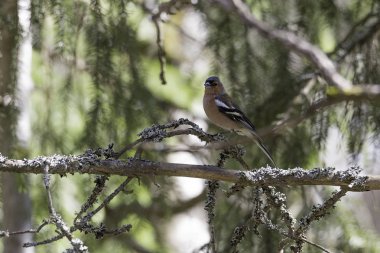  Ortak ispinoz ağaçta oturuyor