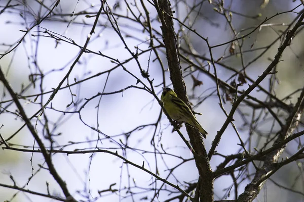 Siskin comum na árvore — Fotografia de Stock