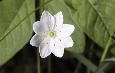 Kutup Starflower yakın çekim