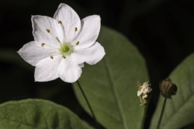 Kutup Starflower yakın çekim
