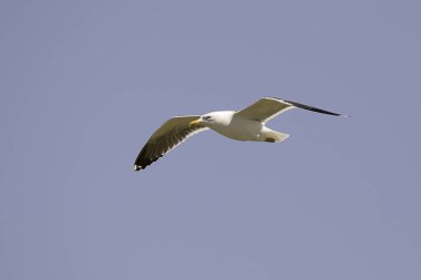 Kanatlar yaymak ile uçan martı