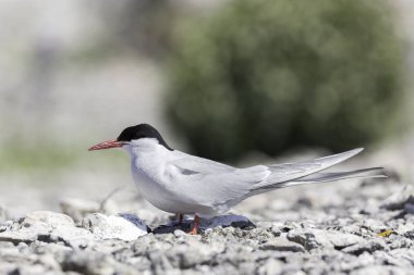 Kuzey kutup sumrusu yakın çekim
