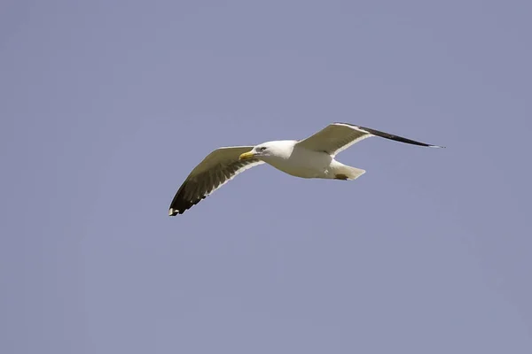 Gull Flying with Wings Spread — Stock Photo, Image