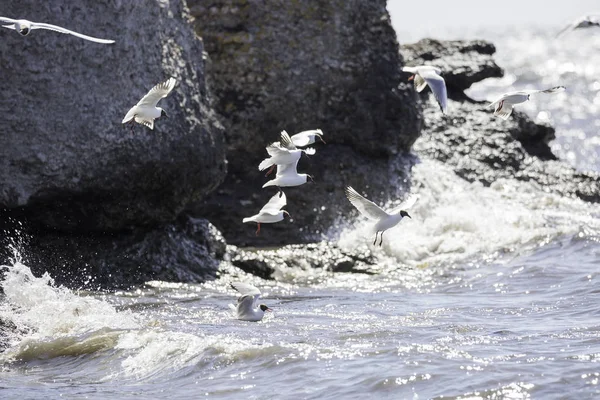 Gaviotas de cabeza negra volando sobre el agua —  Fotos de Stock