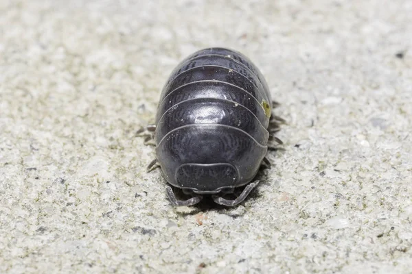 Pill Bug Extremely Close Up