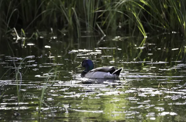 Mallard mâle dans l'eau — Photo