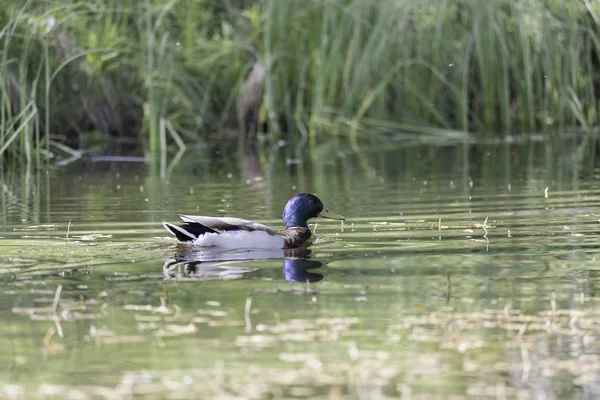 Mallard mâle dans l'eau — Photo