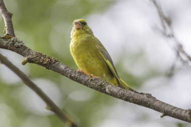 Dalda oturan erkek Greenfinch