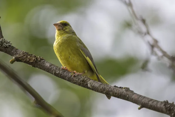 Grünfinkenmännchen sitzt auf Ast — Stockfoto