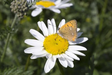 Kıt bakır kelebek Oxeye Daisy
