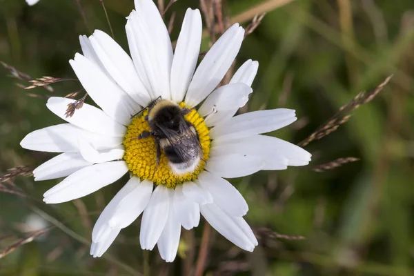 Bumblebee Oxeye papatya çiçek üzerinde kapat — Stok fotoğraf