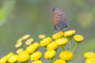 Kıt bakır solucan otu çiçek kelebek
