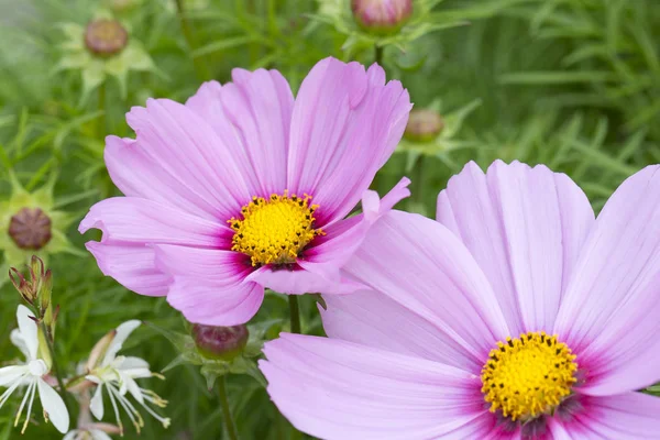 Bahçe Cosmos çiçek yakın çekim