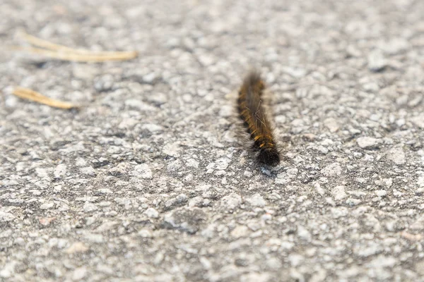 Orange and Black Fox Moth Caterpillar