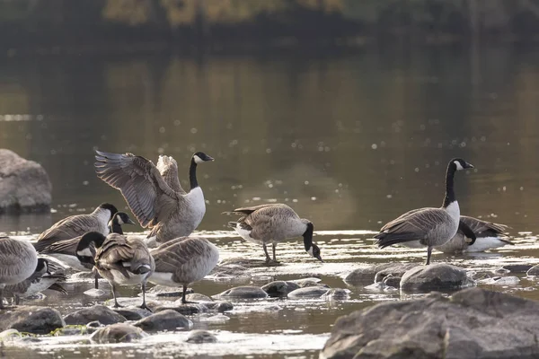 カナダのガチョウ立って水の中の岩の上 — ストック写真