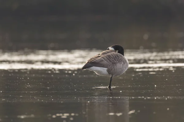 Canada Goose Standing on One Leg in Water