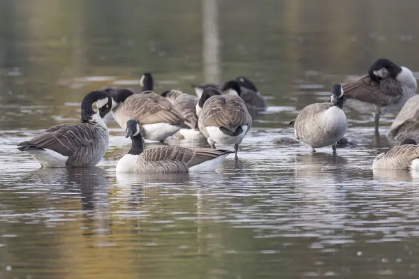 Bernaches du Canada affluent dans l'eau — Photo