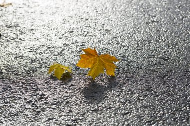 Asfalt üzerinde akçaağaç yaprakları çifti