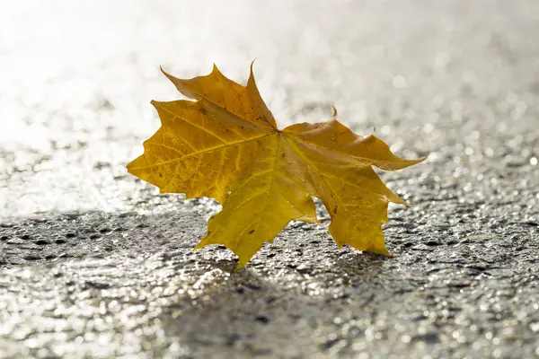 Gele Maple Leaf op asfalt — Stockfoto